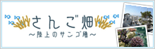 さんご畑