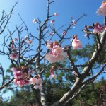 早い春を感じに～「本部八重岳桜まつり（第37回）」