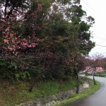 八重岳桜まつり2016