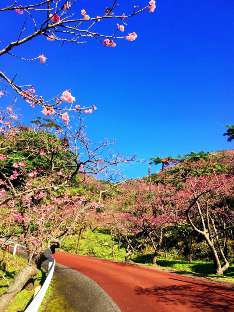 八重岳桜2017_3