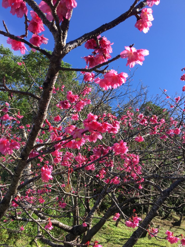 八重岳桜2017_2