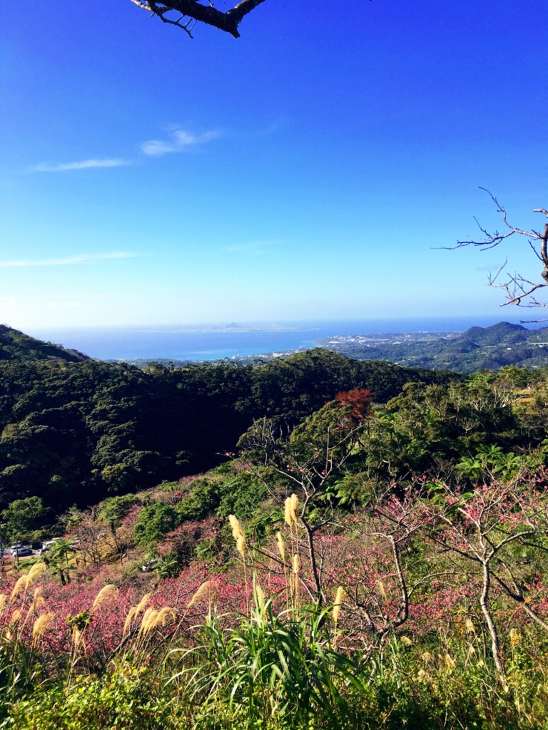 八重岳桜2017_4