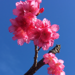 ひとあしお咲きに♪日本一早咲きの本部町八重岳の桜まつり