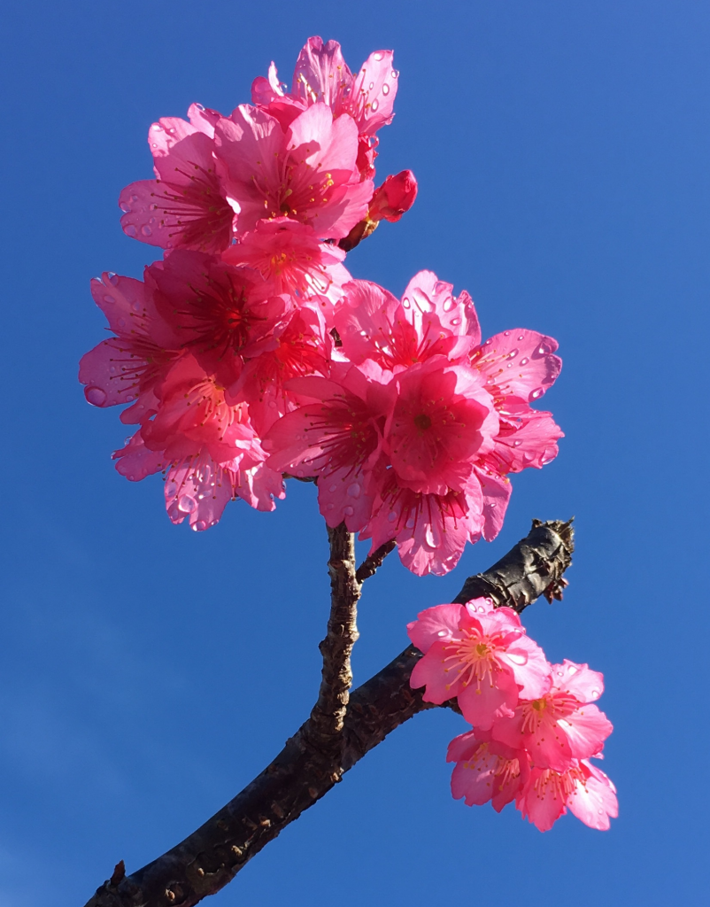 八重岳桜2017_1