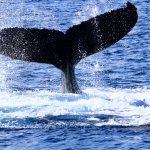 【期間限定】沖縄の海は“クジラ”もやってくるほど暖かい！レンタカーで冬の海に行こう