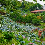 沖縄のあじさいおばーが作り上げた絶景！『よへなあじさい園』を楽しむ