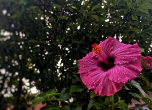24064802_s