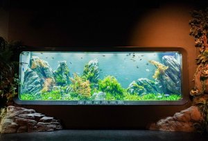 DMM水族館-26