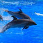 美ら海だけじゃない！沖縄レンタカーで行く「イルカと遊べる村」って？