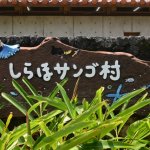 第11回『白保はじめまルシェ』で石垣島の魅力を体感しよう！