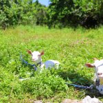やぎがいっぱい！？宮古島レンタカー旅で立ち寄りたい「しろう農園カフェ」って？