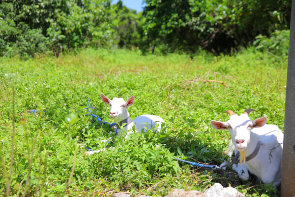 やぎがいっぱい！？宮古島レンタカー旅で立ち寄りたい「しろう農園カフェ」って？